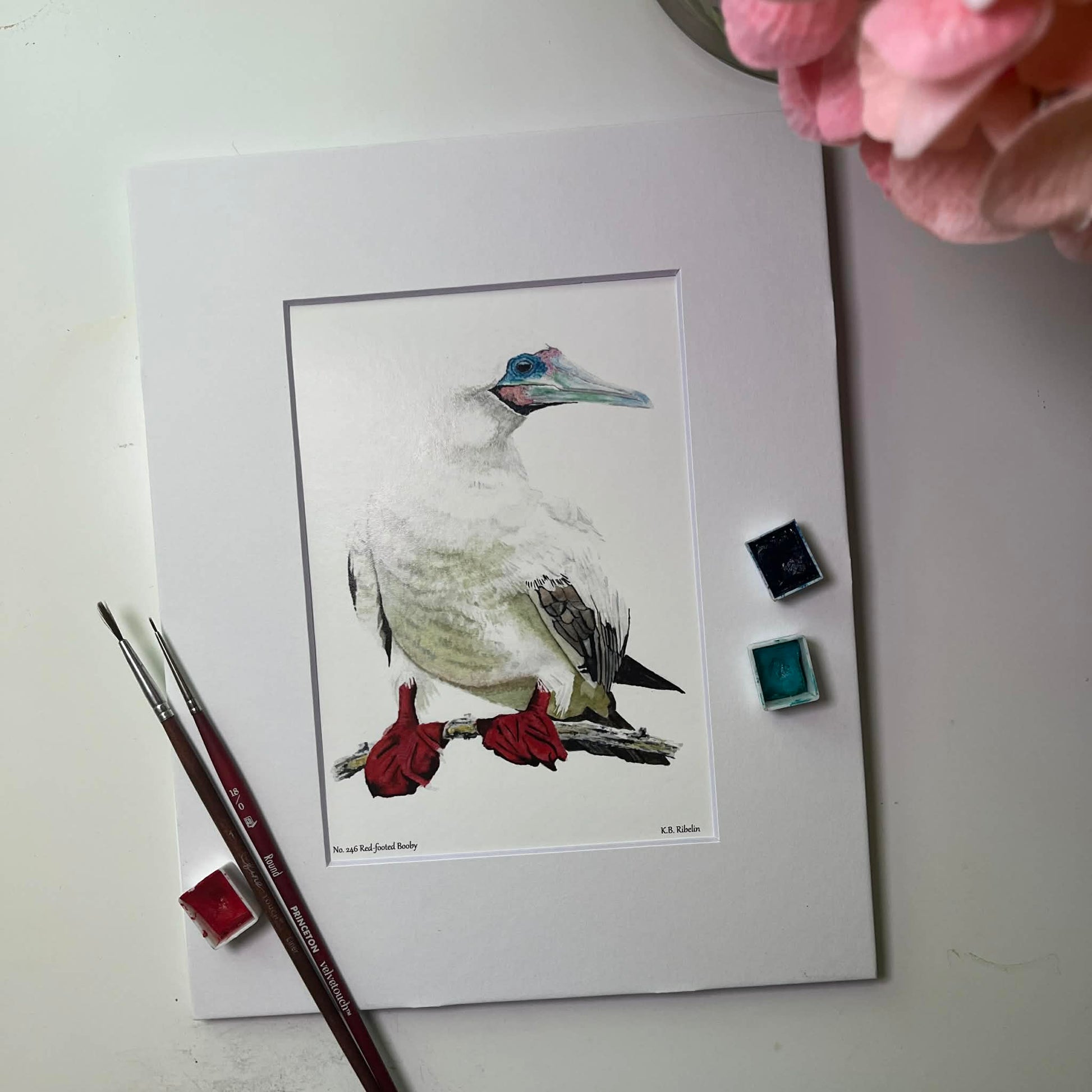 Red-footed Booby - Bird Art by KB - Giclee Print with White Mat