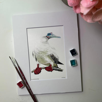 Red-footed Booby - Bird Art by KB - Giclee Print with White Mat