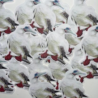 Red-footed Booby - Bird Art by KB - Sticker