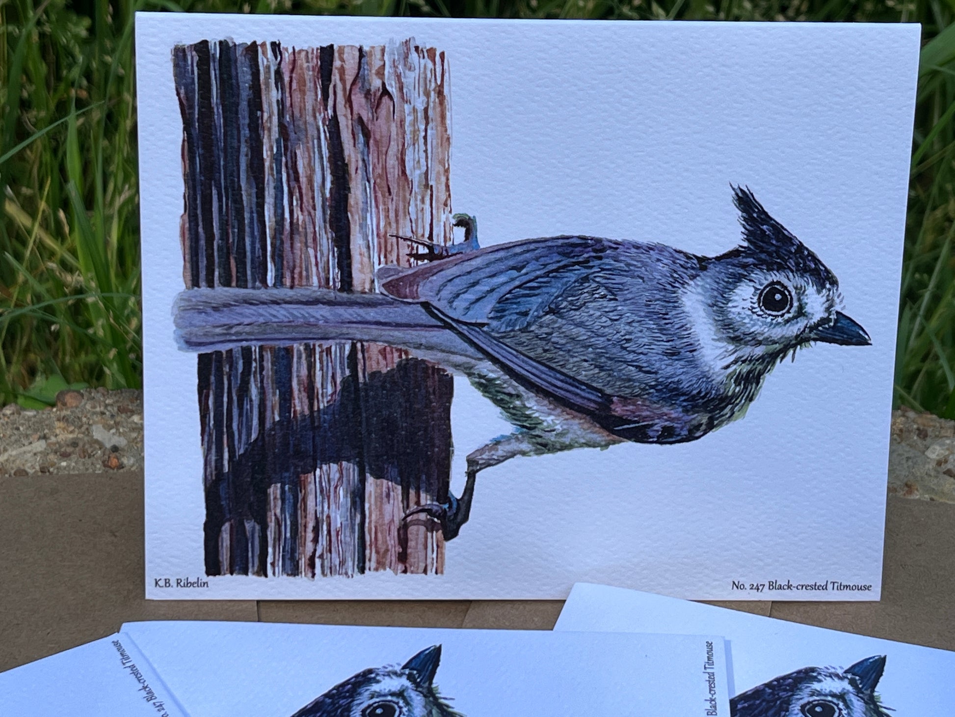 Black-crested Titmouse - Bird Art by KB - Notecard
