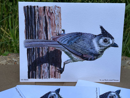 Black-crested Titmouse - Bird Art by KB - Notecard