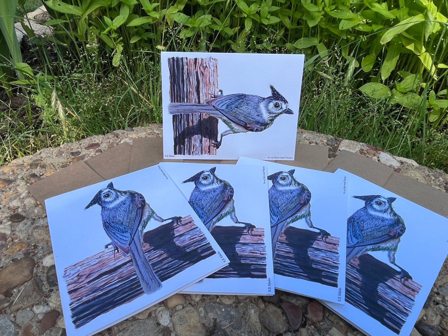 Black-crested Titmouse - Bird Art by KB - Notecard Set