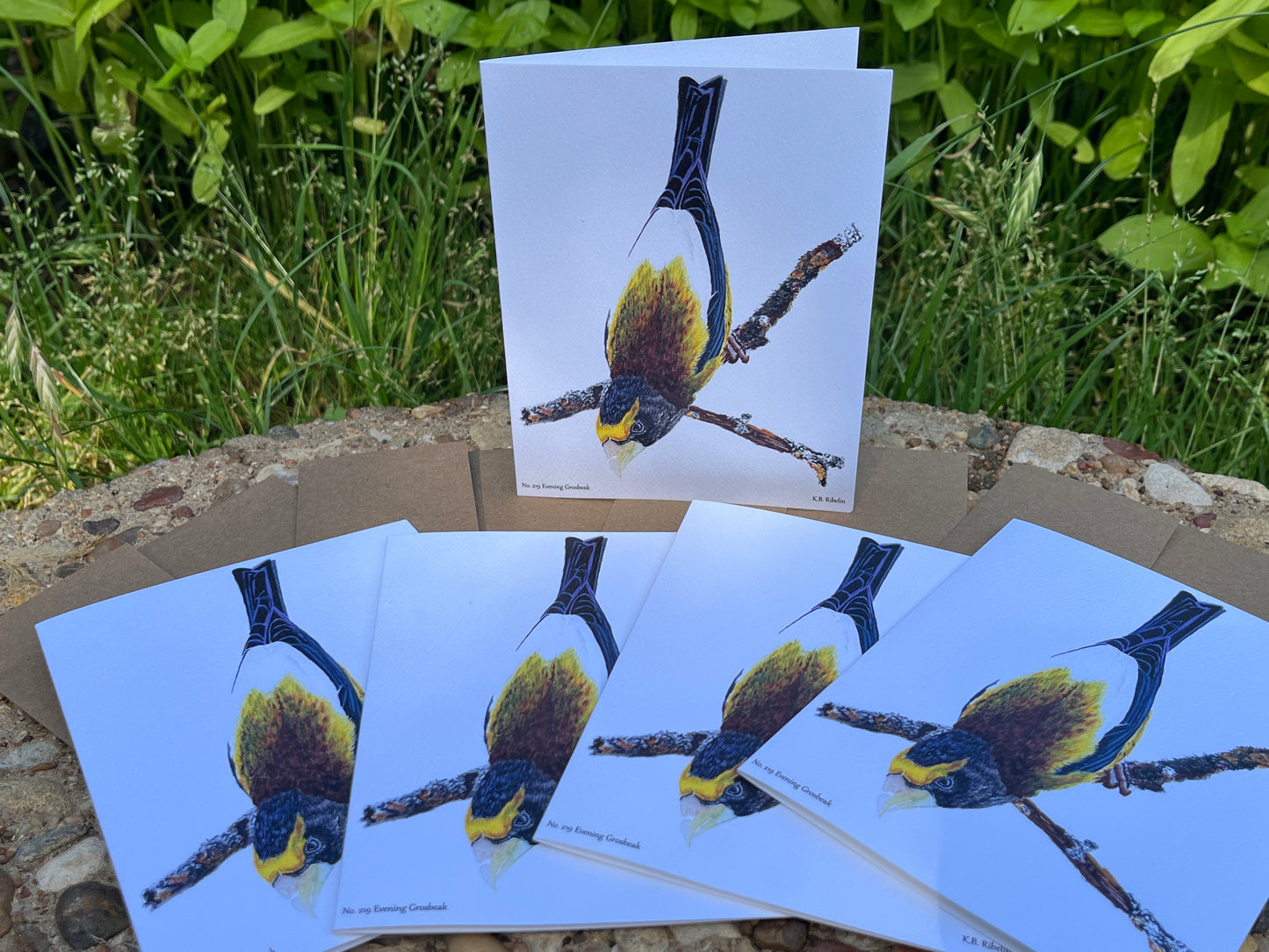 Evening Grosbeak - Bird Art by KB - Notecard Set