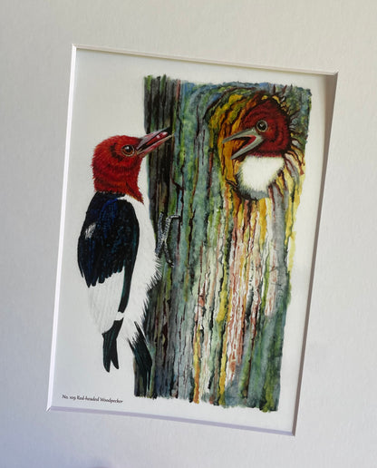 Red-headed Woodpecker - Bird Art by KB