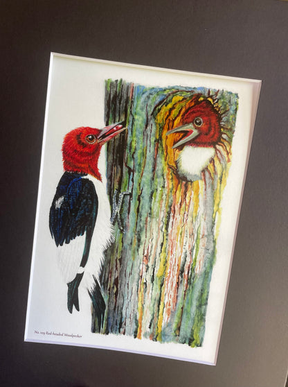 Red-headed Woodpecker - Bird Art by KB