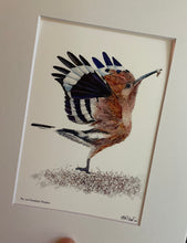 Load image into Gallery viewer, Eurasian Hoopoe #120
