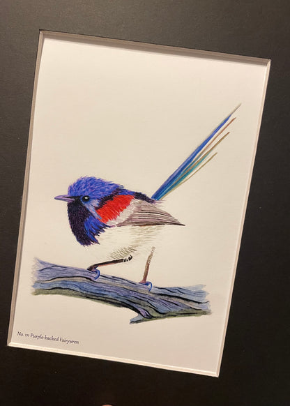 Purple-backed Fairywren