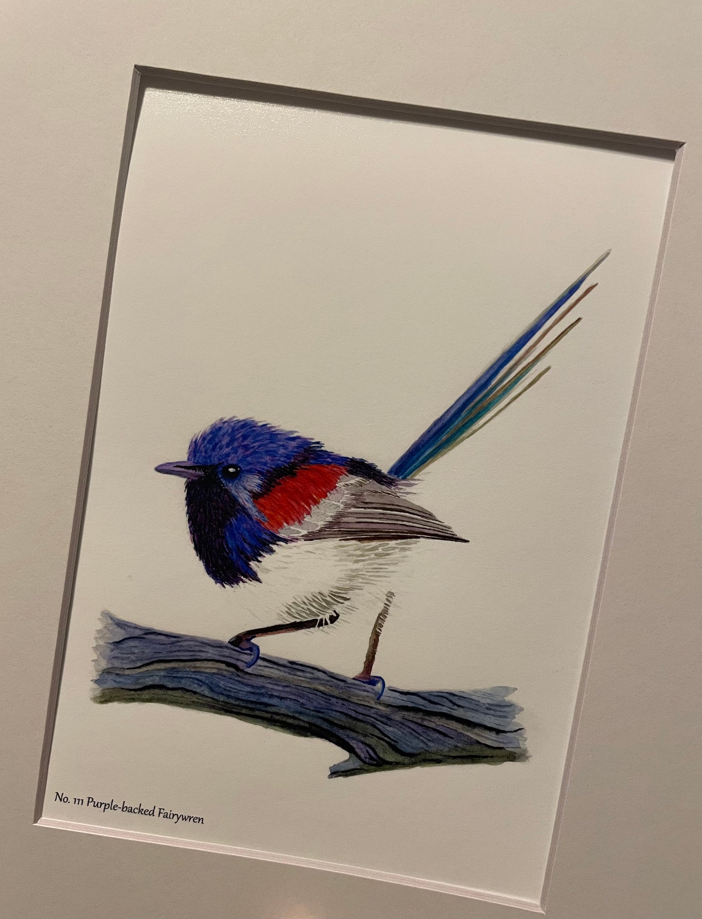 Purple-backed Fairywren