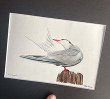 Load image into Gallery viewer, Common Tern #107
