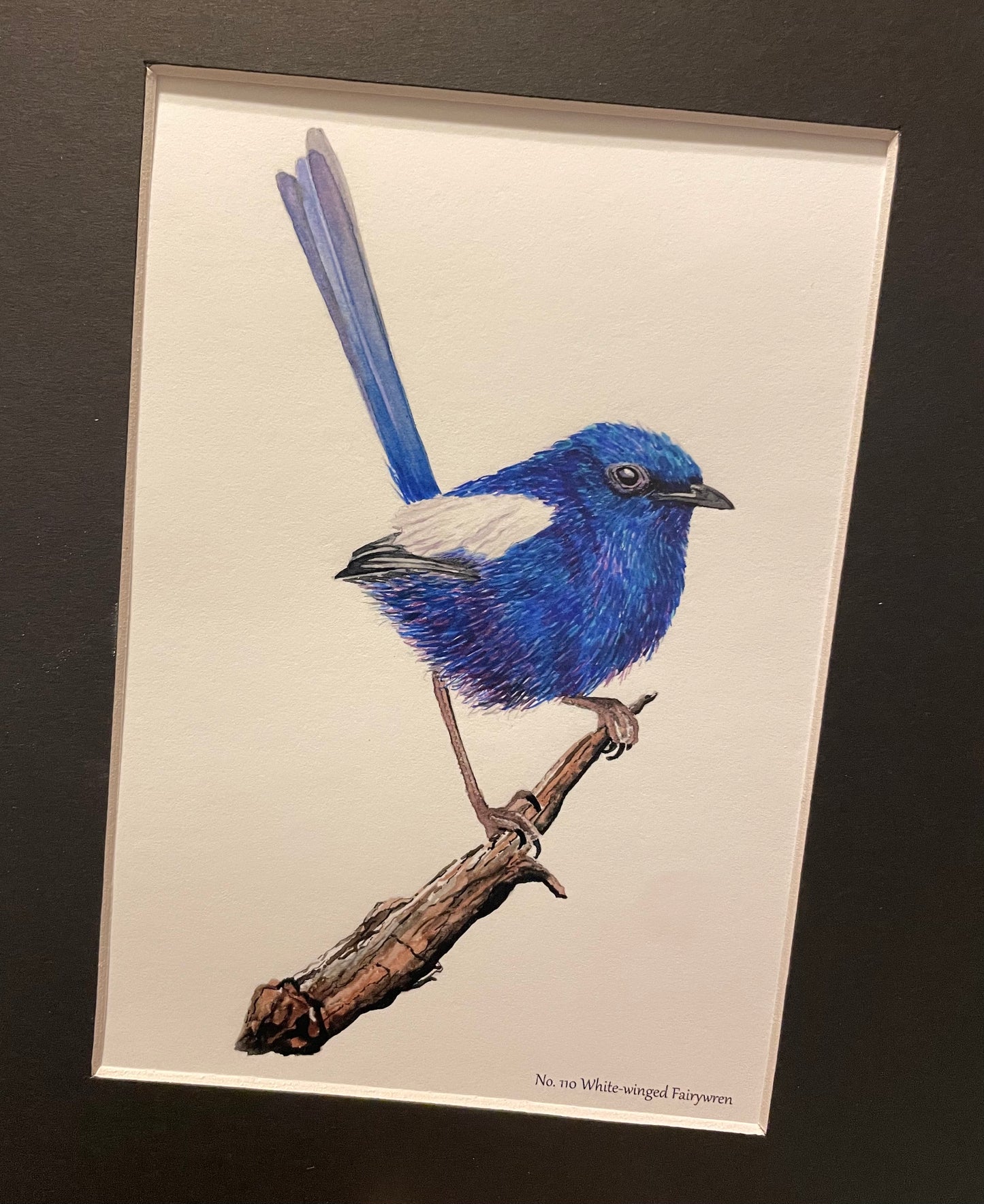 White-winged Fairywren