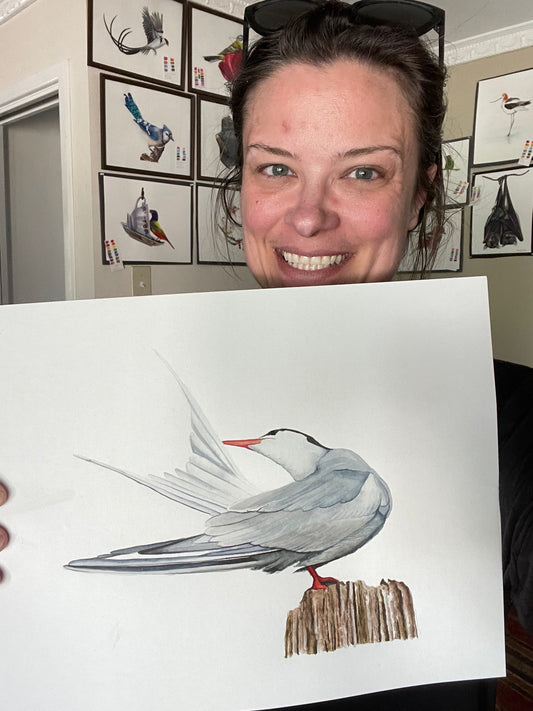 Common Tern - Bird Art by KB