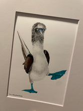 Load image into Gallery viewer, Blue-footed Booby
