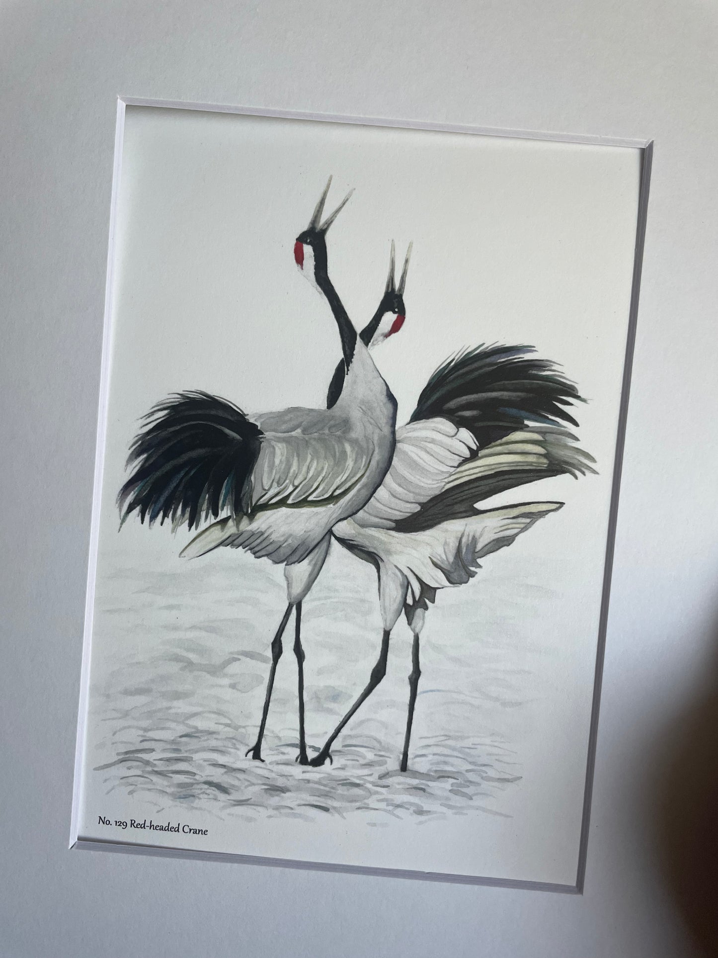 Red-crowned Crane