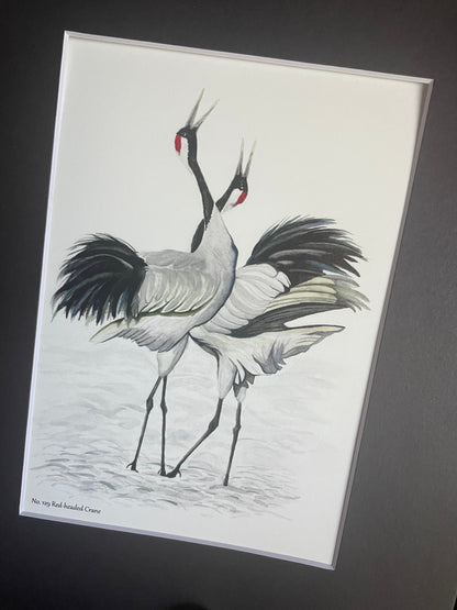 Red-crowned Crane