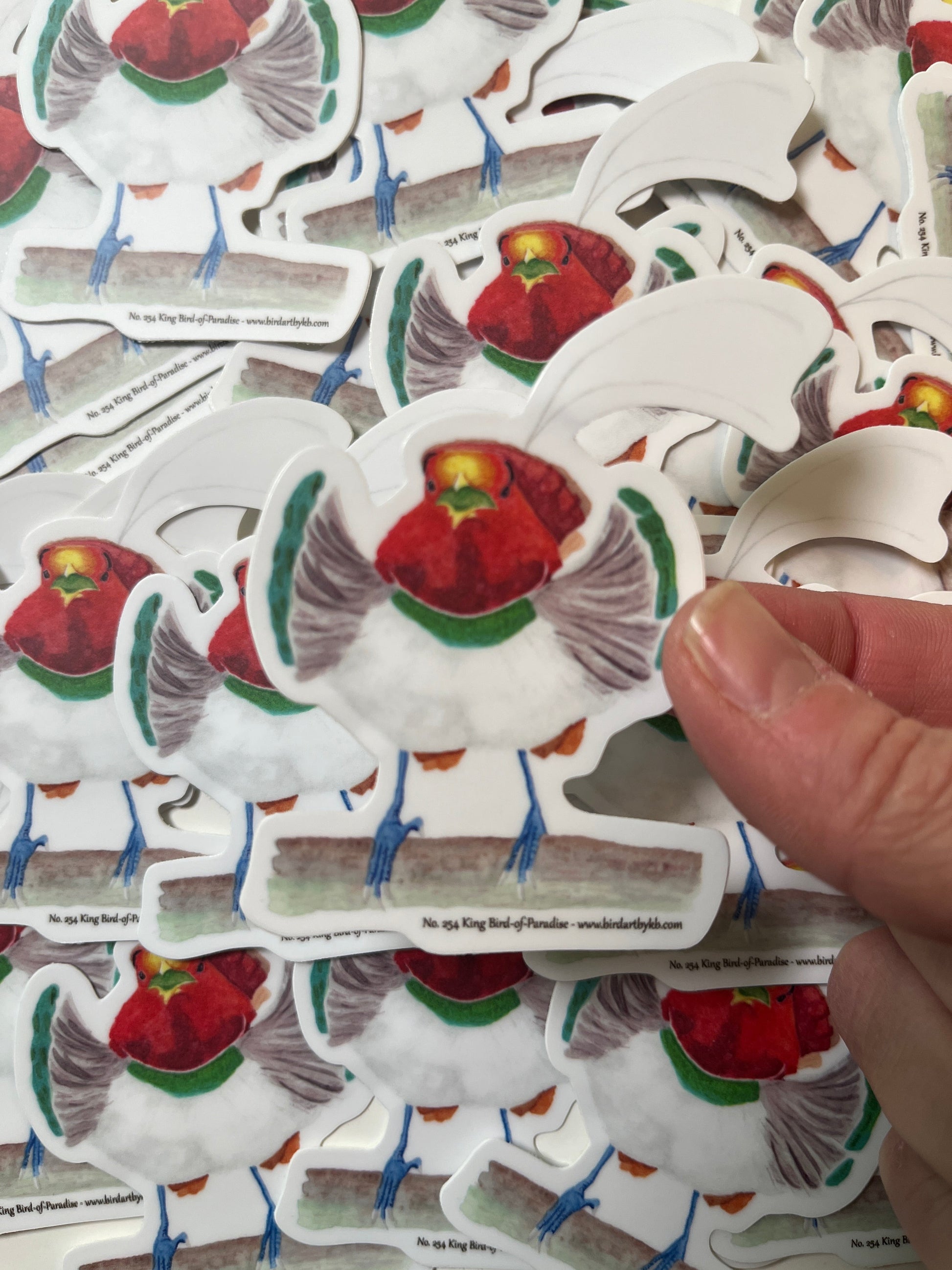Sticker of the king bird-of-paradise perched on branch with red plumage, green collar, and long tail wires artwork.