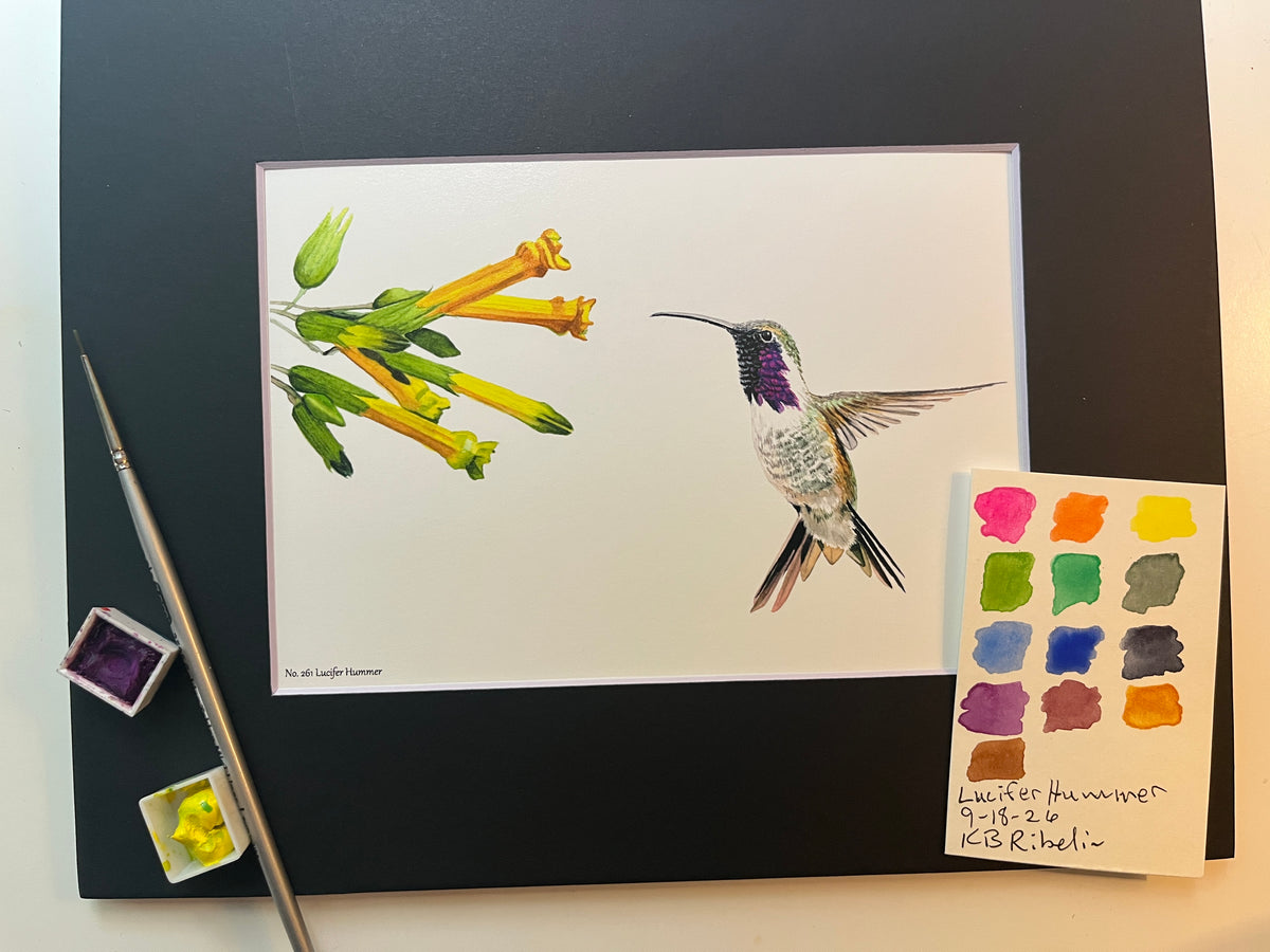 Giclee print of a lucifer hummingbird hovering near yellow desert flowers displayed in a black mat.