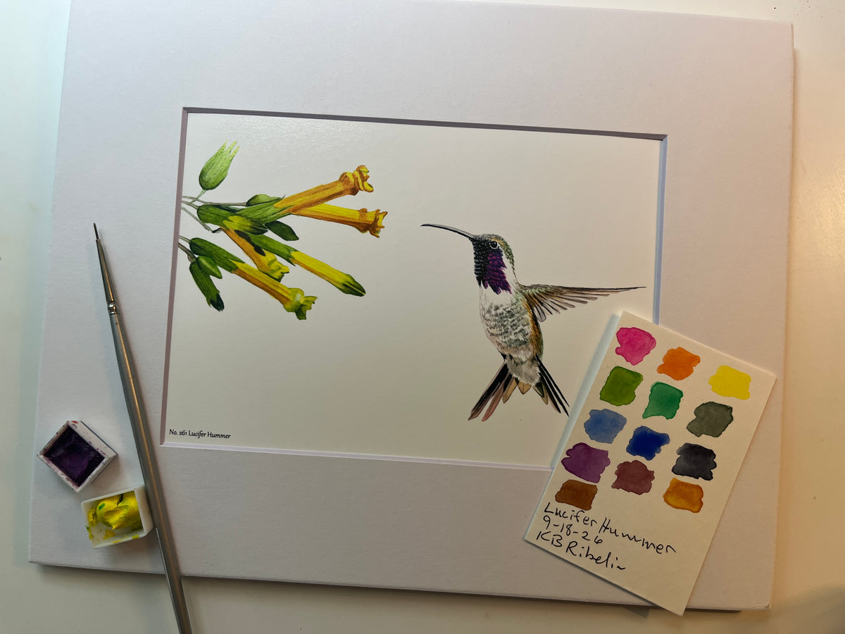 Giclee print of a lucifer hummingbird hovering near yellow desert flowers displayed in a white mat.