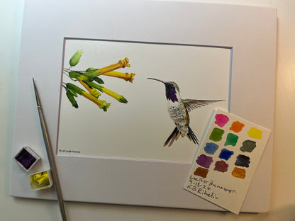 Giclee print of a lucifer hummingbird hovering near yellow desert flowers displayed in a white mat.