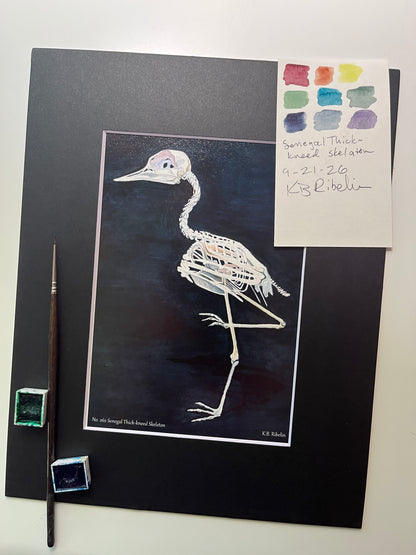 Giclee print of a senegal thick‑knee bird skeleton study on dark background displayed in a black mat.