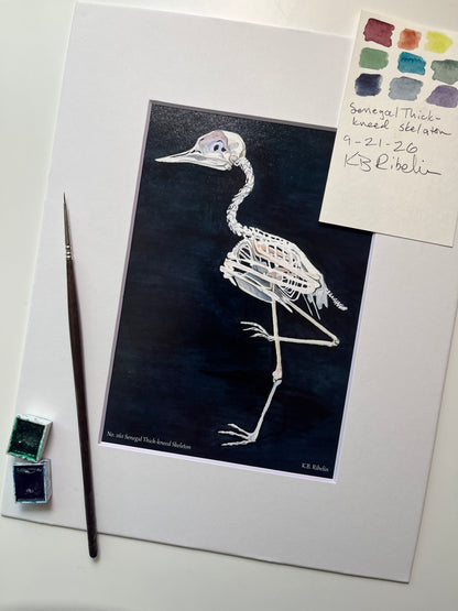 Giclee print of a senegal thick‑knee bird skeleton study on dark background displayed in a white mat.