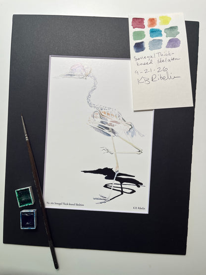 Giclee print of a senegal thick‑knee bird skeleton study on white background displayed in a black mat.