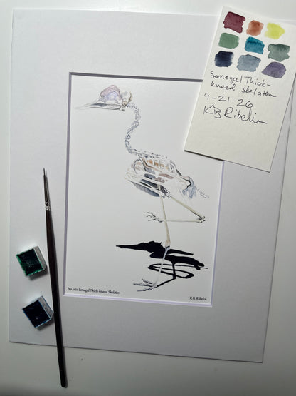 Giclee print of a senegal thick‑knee bird skeleton study on white background displayed in a white mat.