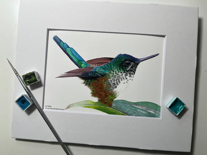 Giclee print of a violet‑tailed sylph hummingbird with emerald body and long violet tail streamers displayed in a white mat.