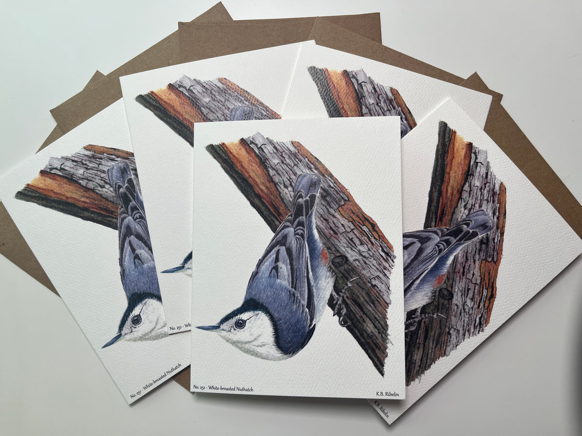 Notecard set featuring the white-breasted nuthatch perched on a tree trunk artwork.