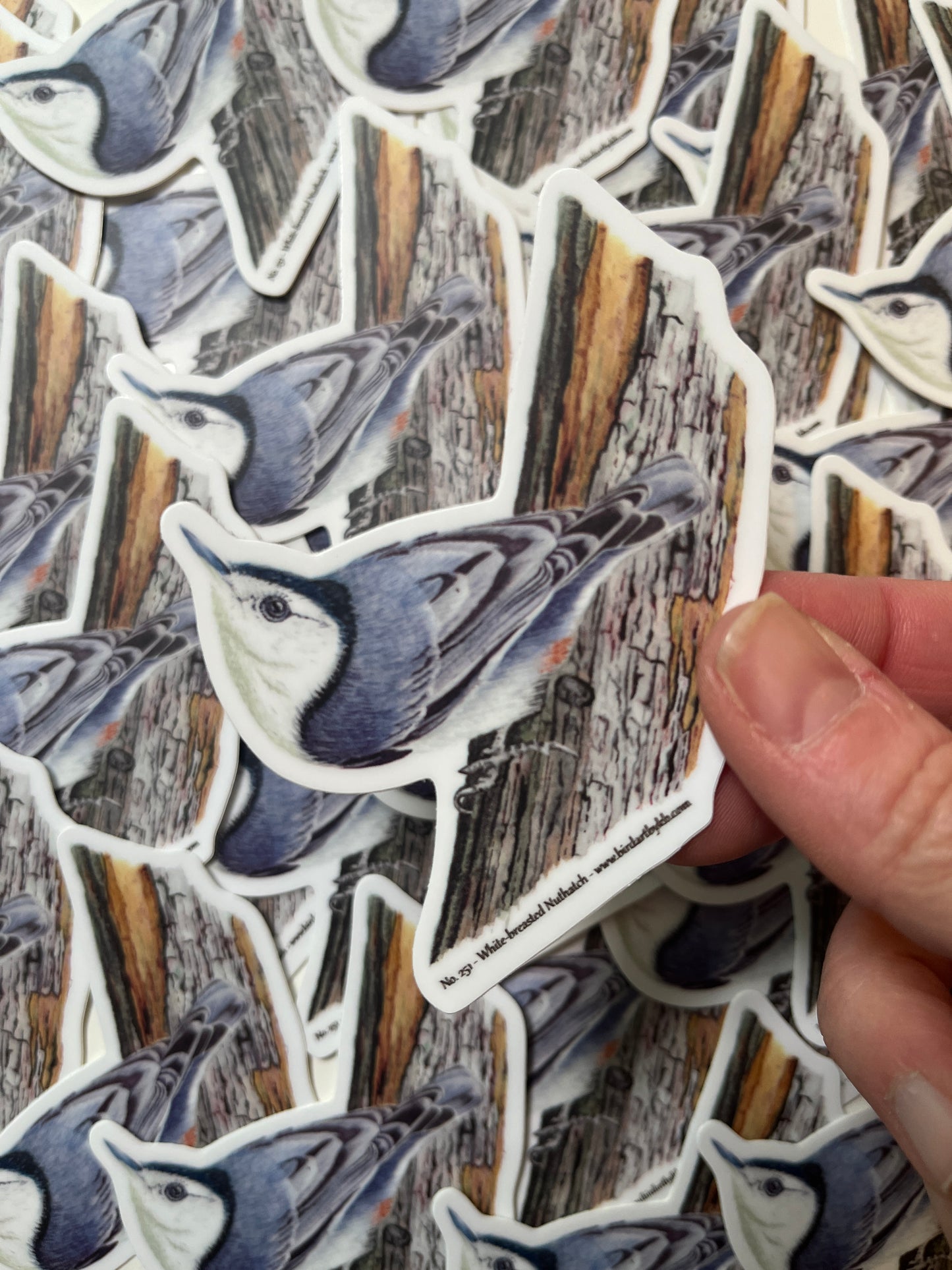 Sticker of the white-breasted nuthatch perched on a tree trunk artwork.