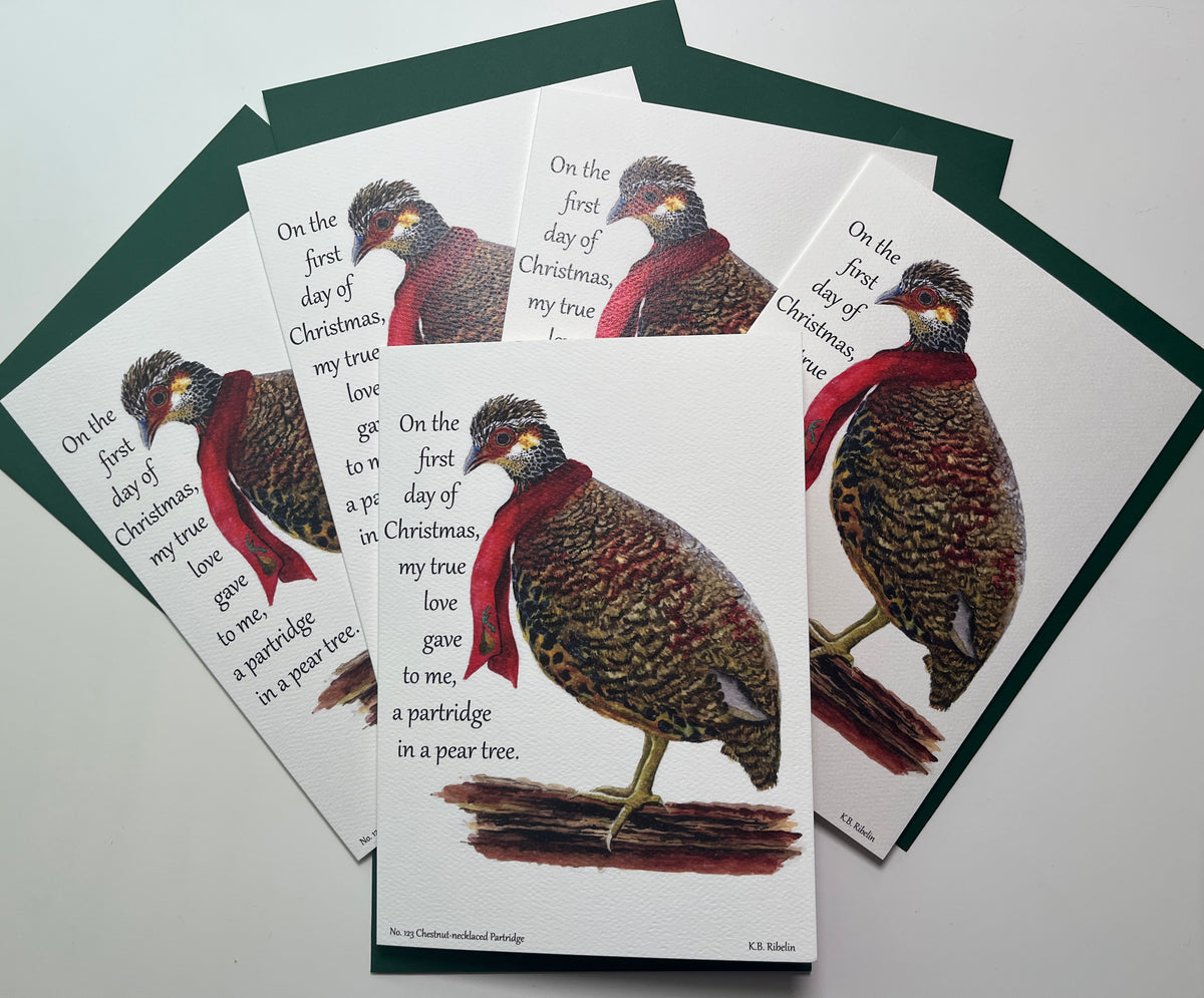 Christmas 2026 notecard set featuring Chestnut‑necked Partridge and partridge in a pear tree illustration by KB.