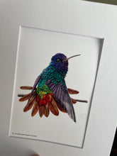 Load image into Gallery viewer, Golden-tailed Sapphire Hummer
