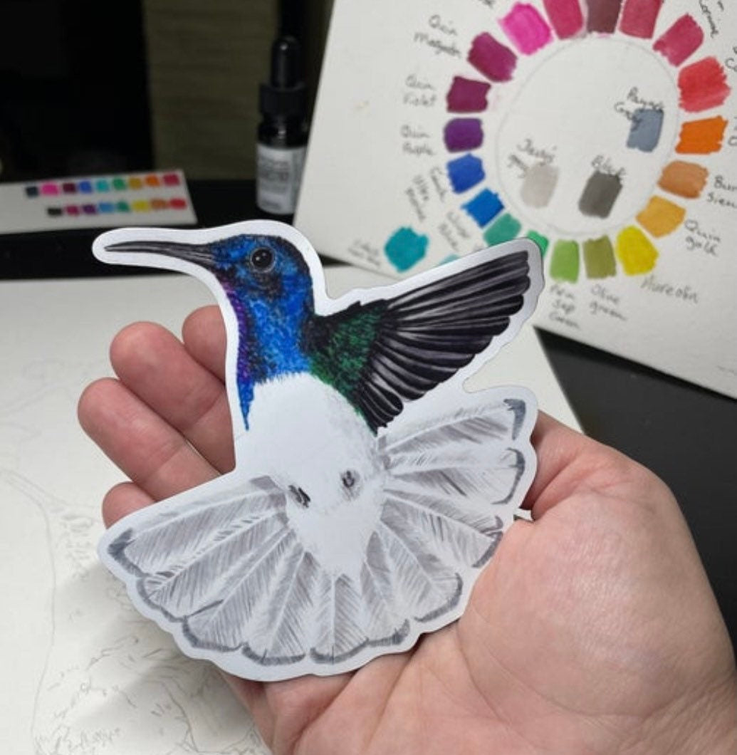 White Necked Jacobin Hummer