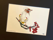 Load image into Gallery viewer, Leucistic Bohemian Waxwing
