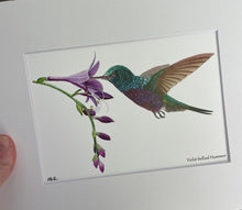 Load image into Gallery viewer, Violet-bellied Hummer
