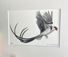 Load image into Gallery viewer, Pin-tailed Whydah
