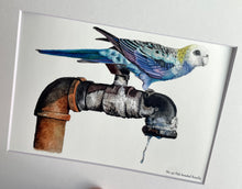 Load image into Gallery viewer, Pale-headed Rosella #40
