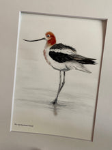 Load image into Gallery viewer, American Avocet
