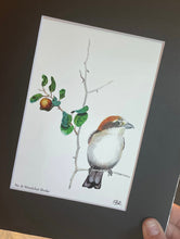 Load image into Gallery viewer, Woodchat Shrike
