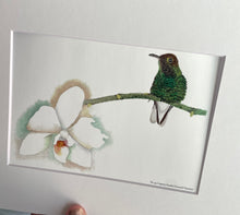 Load image into Gallery viewer, Coppery-headed Hummer #93
