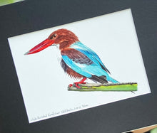 Load image into Gallery viewer, White-throated Kingfisher
