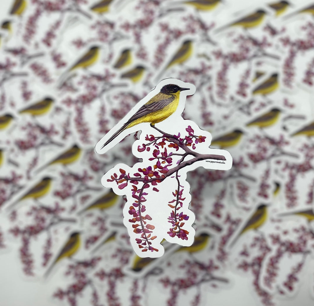 Black-headed Wagtail