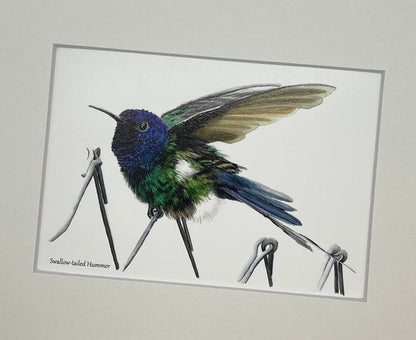 Swallow-Tailed Hummingbird