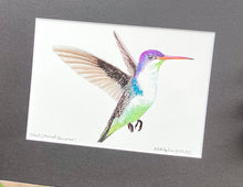 Load image into Gallery viewer, Violet Crowned Hummer #7
