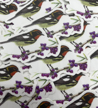 Load image into Gallery viewer, Blackbarian Warbler
