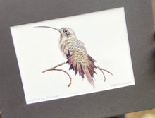 Load image into Gallery viewer, Long-billed Hermit Hummer
