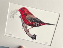 Load image into Gallery viewer, Strawberry Finch #36
