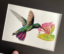Load image into Gallery viewer, Green-breasted Mango Hummer
