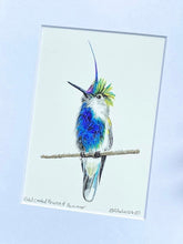 Load image into Gallery viewer, Violet-crested Plovercrest Hummer
