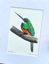 Load image into Gallery viewer, Rufous-tailed Jacamar Hummer
