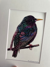 Load image into Gallery viewer, European Starling #35

